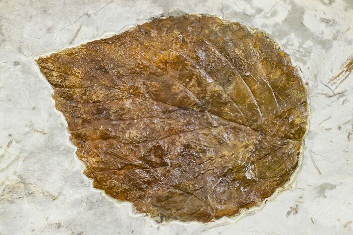 Fossil Leaf (Davidia) - Montana #113249